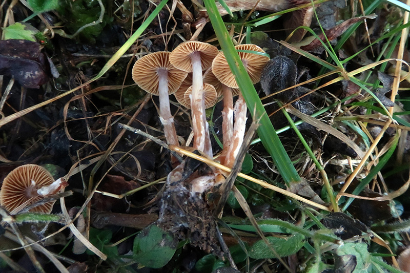 Cortinarius?